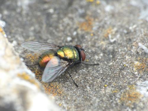Lucilia sericata